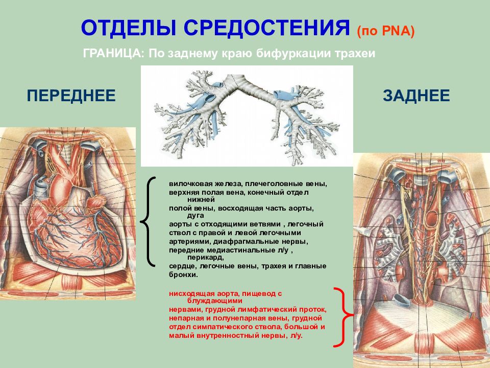 Презентация топографическая анатомия