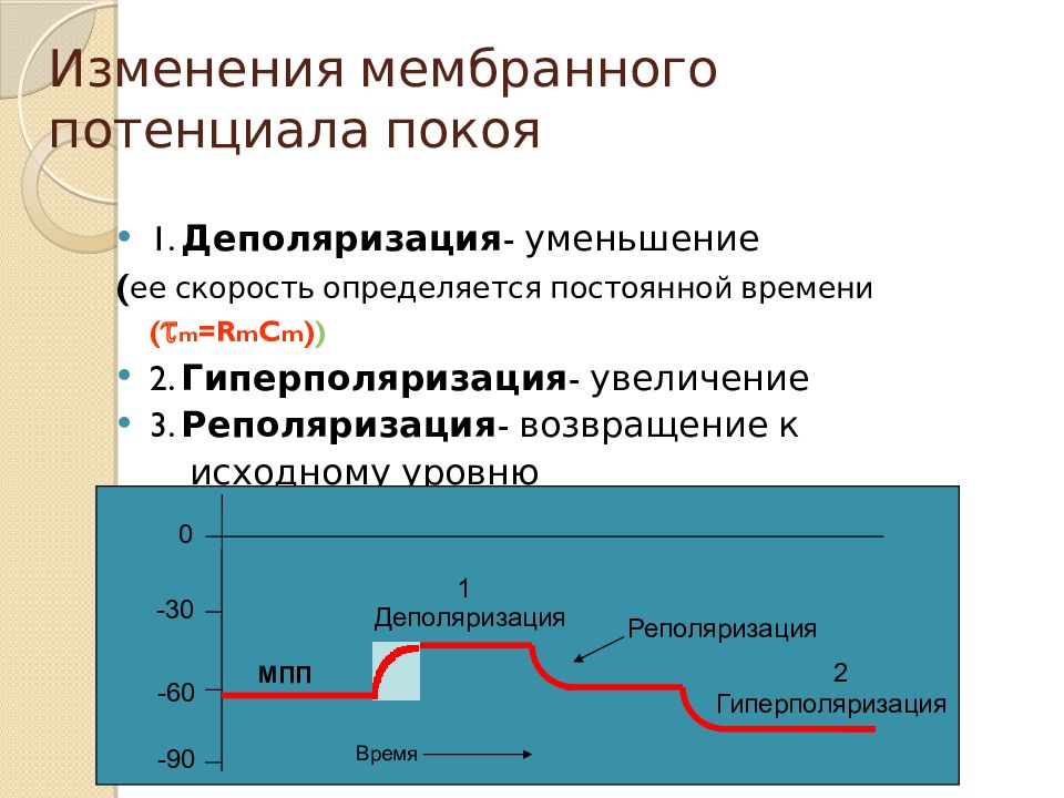 Увеличение потенциала. Механизм возникновения мембранного потенциала. Изменение величины мембранного потенциала. Ионный механизм возникновения мембранного потенциала. Мембранный потенциал деполяризация мембраны.