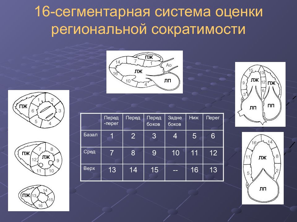 Фракция сократимости. Систолическая функция. Сегментарное строение сердца Эхо. Модулятор сердечной сократимости. Систолические алгоритмы.