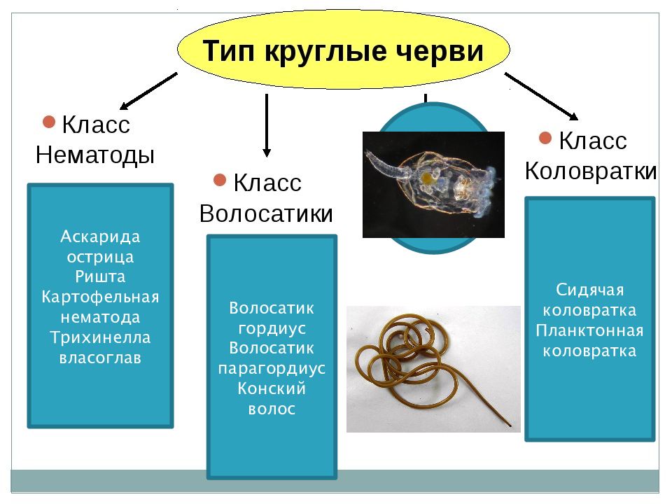 Круглые черви презентация 7 класс биология