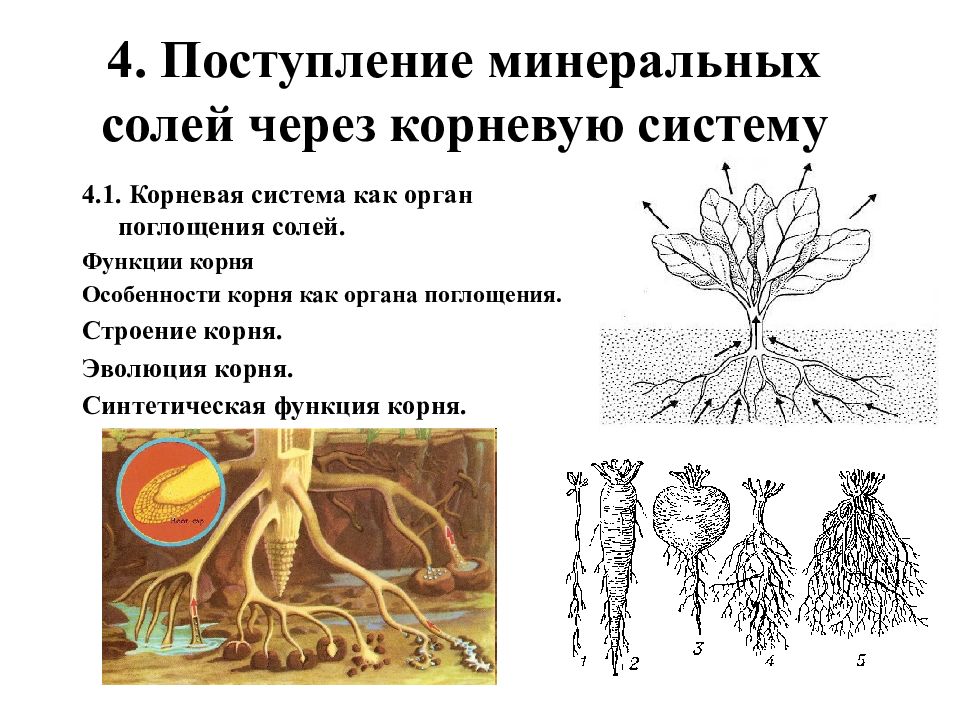 Схема продвижения веществ поглощенных корневыми волосками