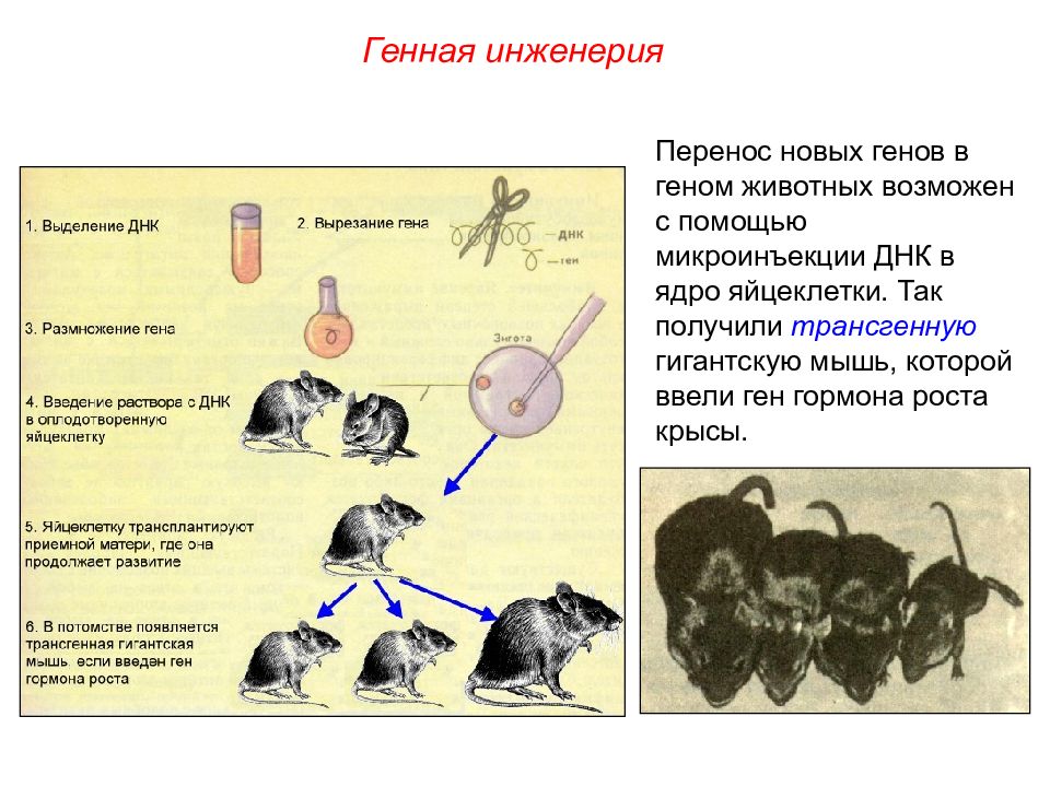 Презентация пименов селекция микроорганизмов