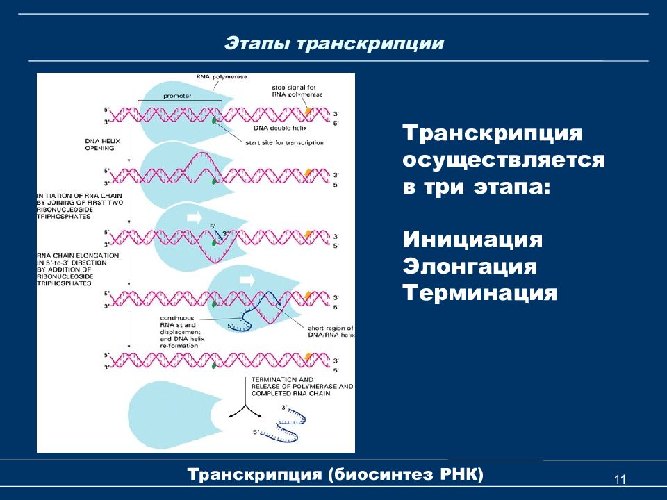 Транскрипция в биологии простыми словами