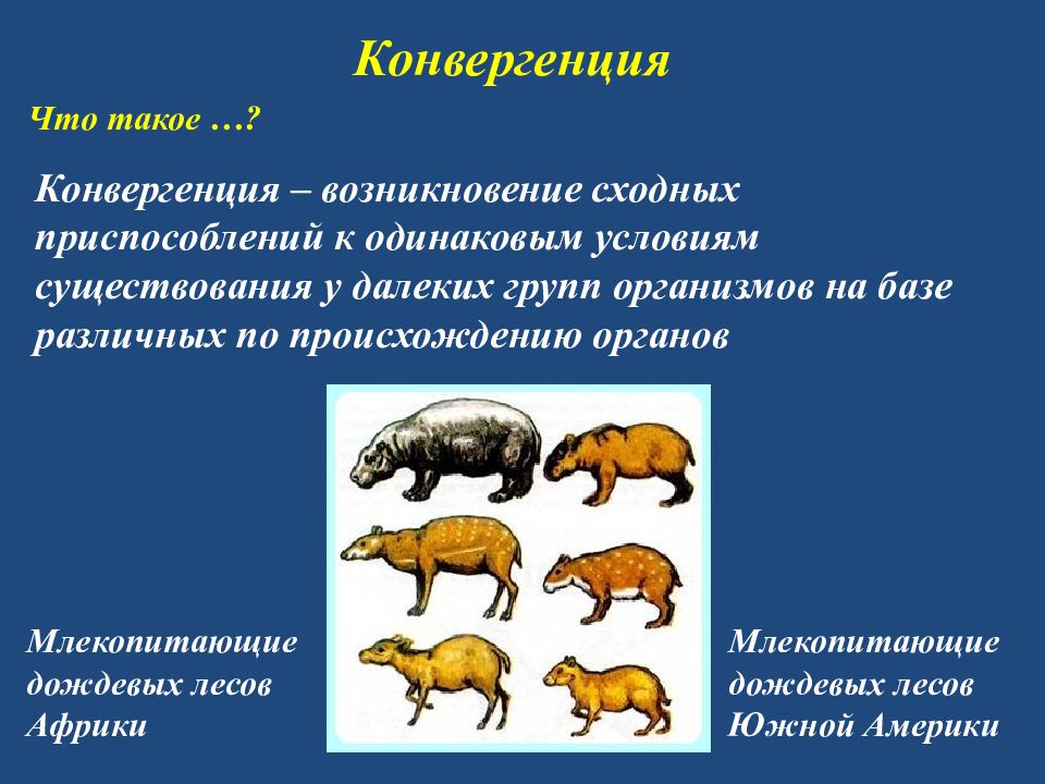 Закономерности эволюции презентация 11 класс