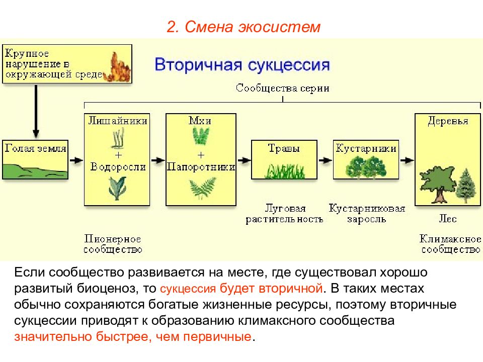 Различия между первичными и вторичными сукцессиями. Смена экосистем. Изменение экосистемы. Смена биогеоценоза. Экосистема презентация.