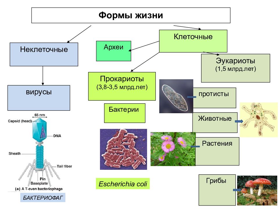 Возникновение клеточной формы жизни. Клеточные формы жизни бактерии схема. Клетки прокариот и эукариот схема. Клеточные и неклеточные формы жизни. Неклеточные организмы бактерии грибы вирусы растения.