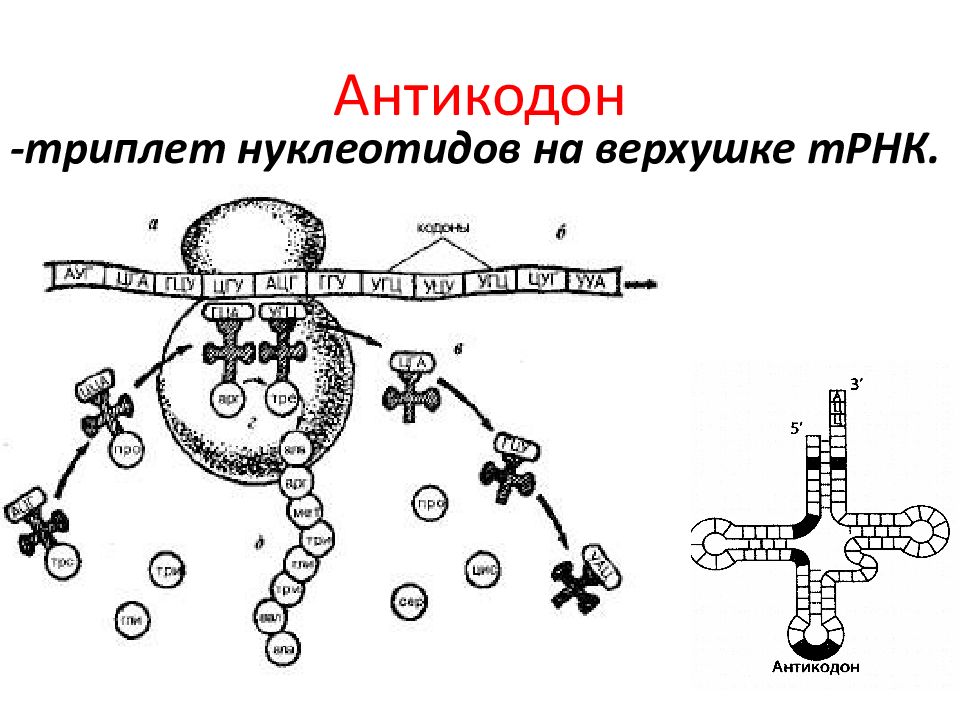 Напишите название этапа биосинтеза белка который обозначен на рисунке цифрой 1