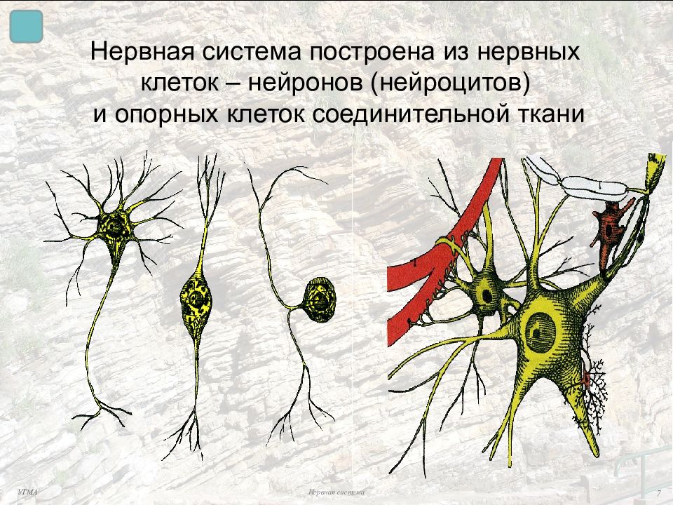 Соединительная нервная. Нервная клетка нейроцит. Нейронов (нейроцитов). Нервная ткань нейроциты. Нейроциты рисунок.