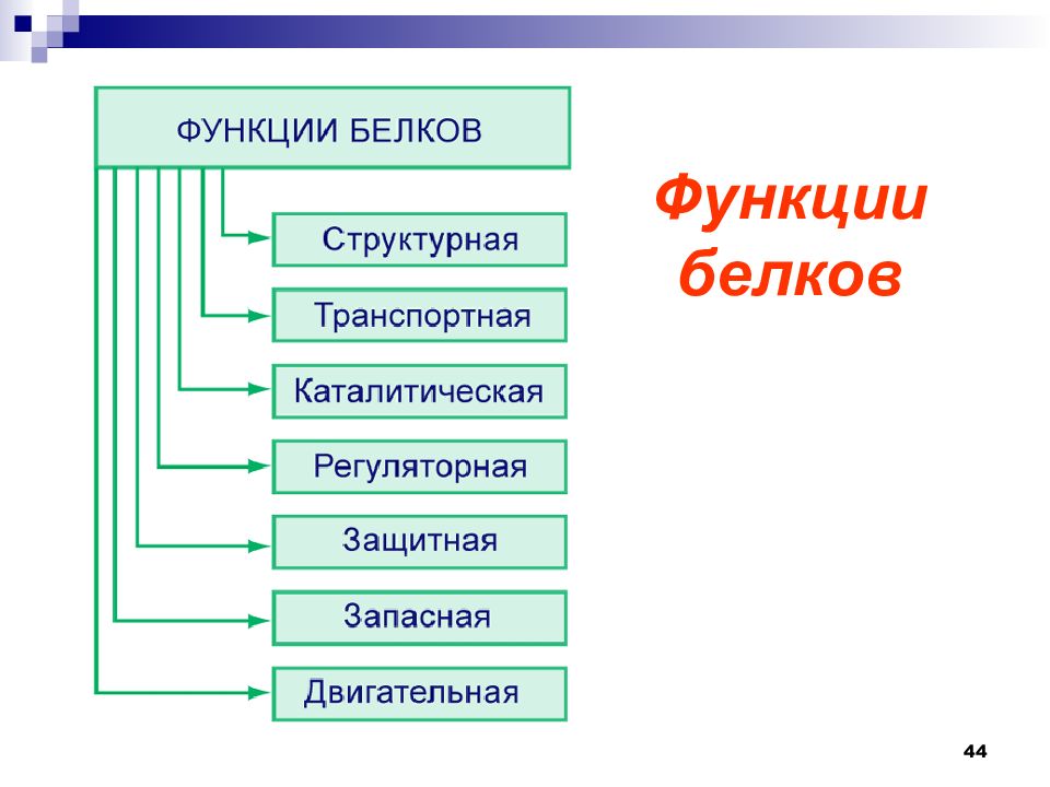 Обмен белков биология 8 класс схема