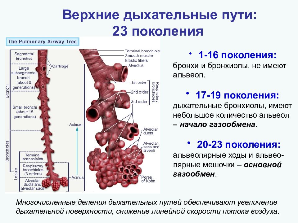 Содержит бронхи и бронхиолы. Респираторные бронхиолы. Бронхи и бронхиолы. Дыхательные пути бронхиолы. Дыхательные бронхиолы образуются при ветвлении.