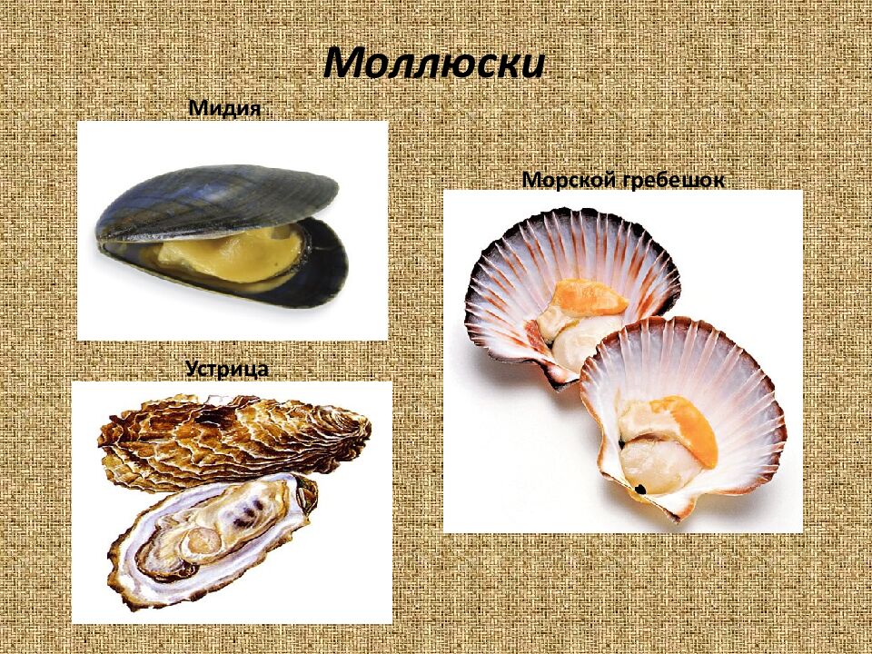Нерыбные морепродукты. Обработка и подготовка к приготовлению