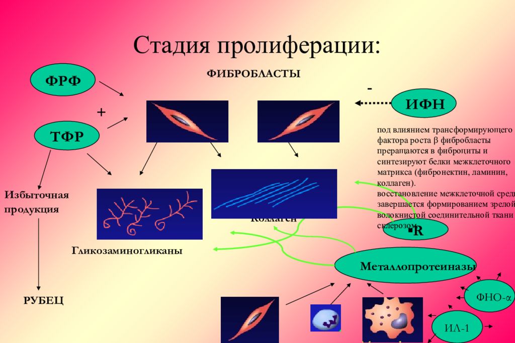 Р фактор. Стадия пролиферации. Фаза пролиферации. Этапы пролиферации воспаления. Фаза пролиферации воспаления.