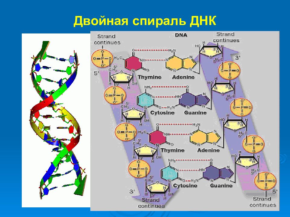 Двойная спираль днк. В какую сторону закручена спираль ДНК. Четырёхспиральной ДНК. 5 Спиралей ДНК. ДНК спиральная 0,5 норма.