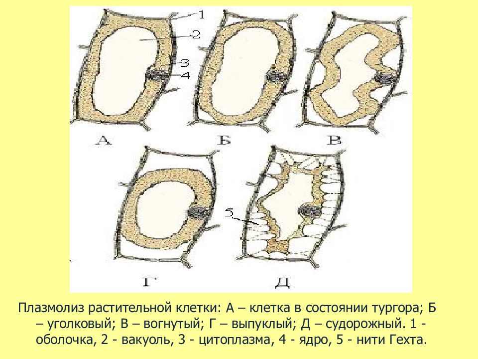 На рисунке изображена растительная клетка в разные периоды жизни какое общее свойство