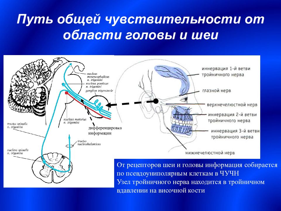 Импульсы в рецепторах. Проводящий путь тройничного нерва. Тройничная петля анатомия. Проводящие пути общей чувствительности. Перечислите проводящие пути общей чувствительности..