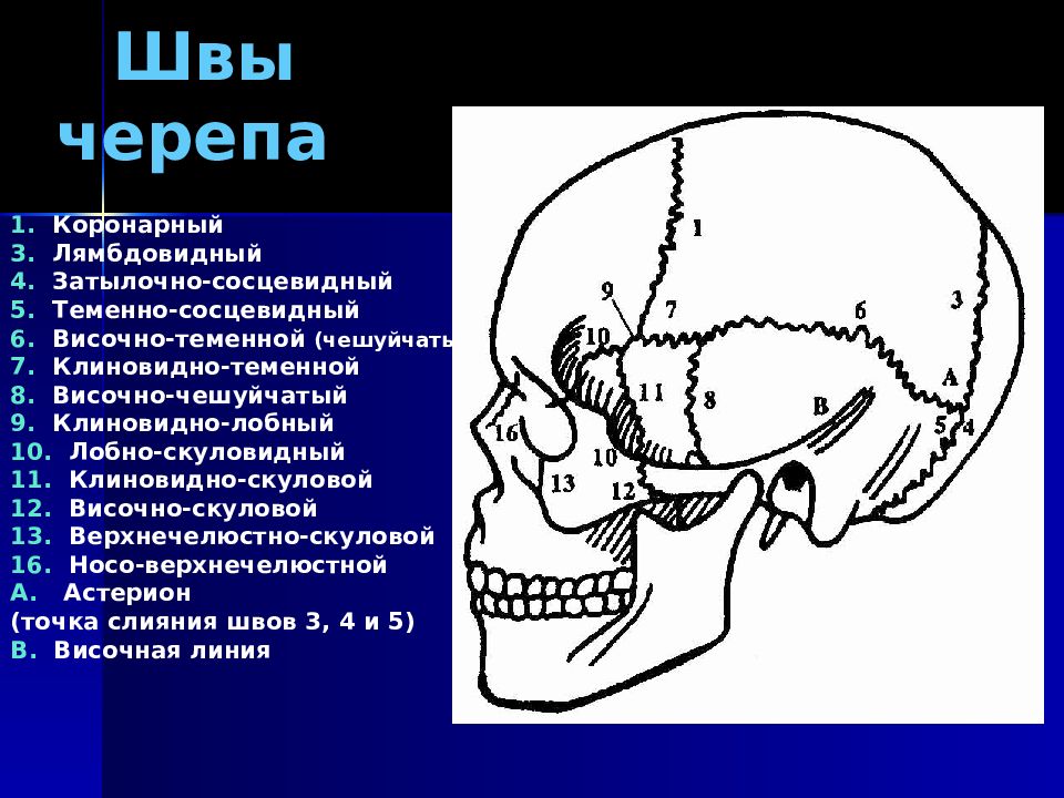 Скуловая и теменные кости. Швы черепа анатомия рентген. Кости и швы черепа анатомия. Ламбдовидный шов затылочной. Костные швы черепа анатомия.