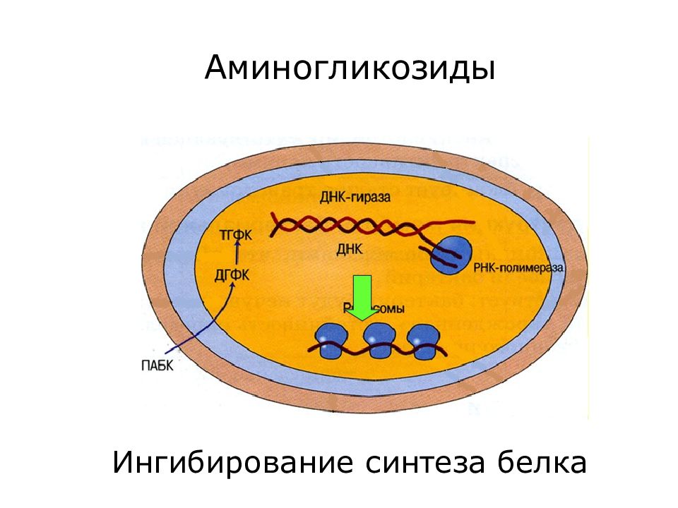 Синтез белка в бактериальной клетке. Механизм действия аминогликозидов. Аминогликозиды механизм действия. Ингибиторы синтеза белка. Ингибирование синтеза белка.