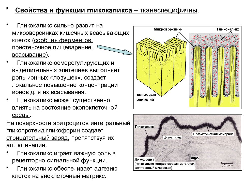 Гликокаликс функции. Поверхностный аппарат клетки плазматическая мембрана. Функция гликокаликса в мембране клетки. Строение мембраны гликокаликс. Клеточная мембрана с гликокаликсом.