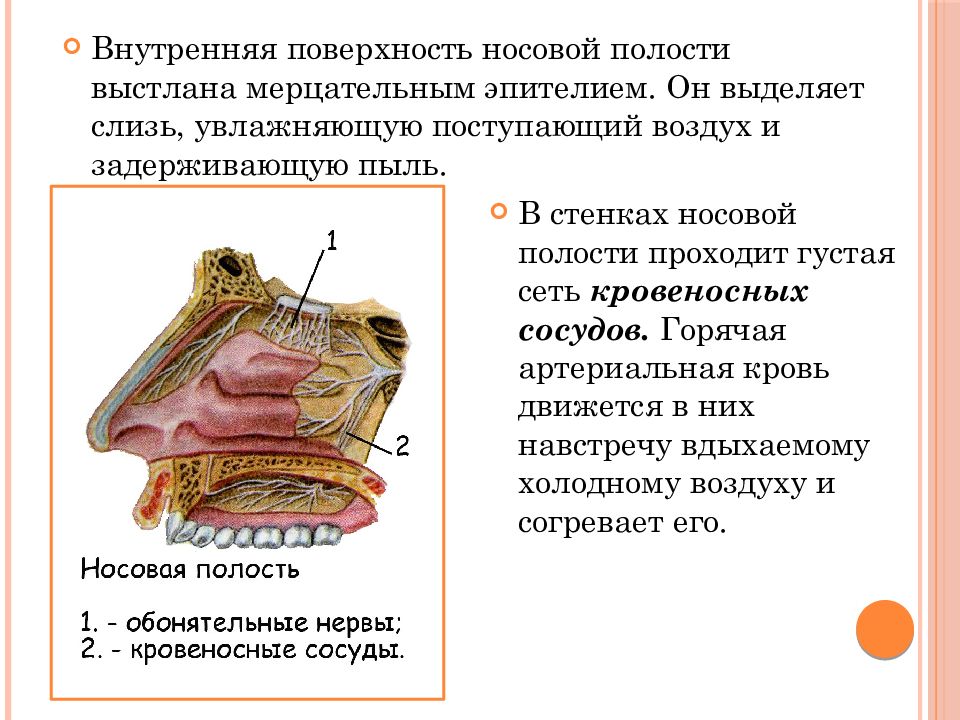 Полость назвать. Носовая полость изнутри выстлана. Чем выстлана носовая полость. Собственно носовая полость выстлана эпителием.