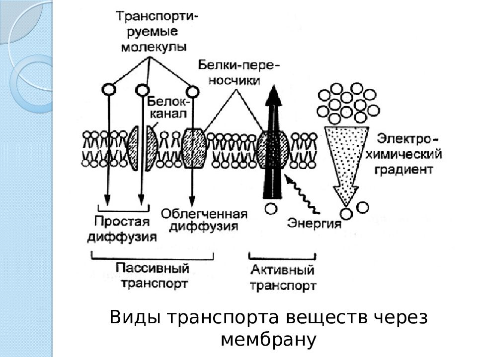 Активный транспорт веществ механизм. Активный и пассивный транспорт. Активный и пассивный транспорт веществ. Схема пассивного и активного транспорта. Активный и пассивный транспорт веществ через мембрану.