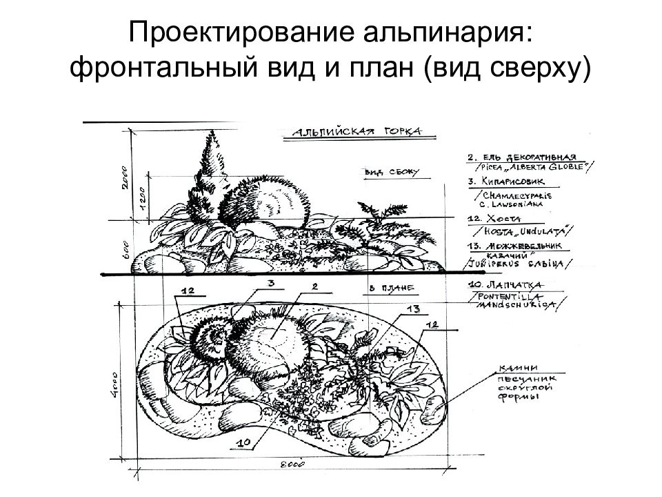 План альпинария с растениями