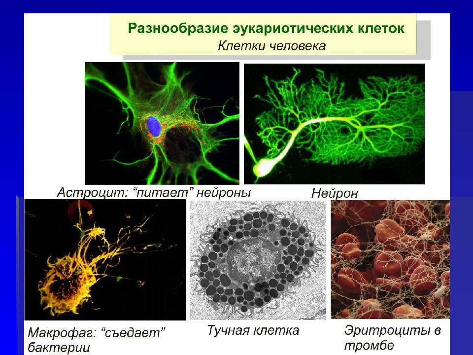 Биология 1. Введение в молекулярную биологию. Молекулярная биология клетки презентация. Функции клетки протоплазматическая астроцит. Астроциты участвуют в фагоцитозе.