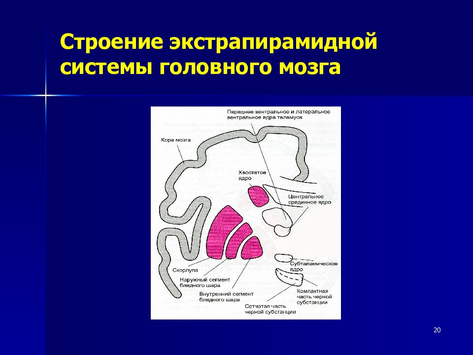 Строение 20. Строение экстрапирамидной системы неврология. Состав экстрапирамидной системы мозга. Экстрапирамидная система анатомия. Экстрапирамидная система строение.