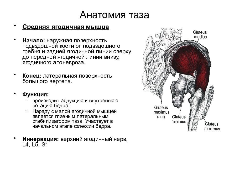 Где находится средняя ягодичная мышца