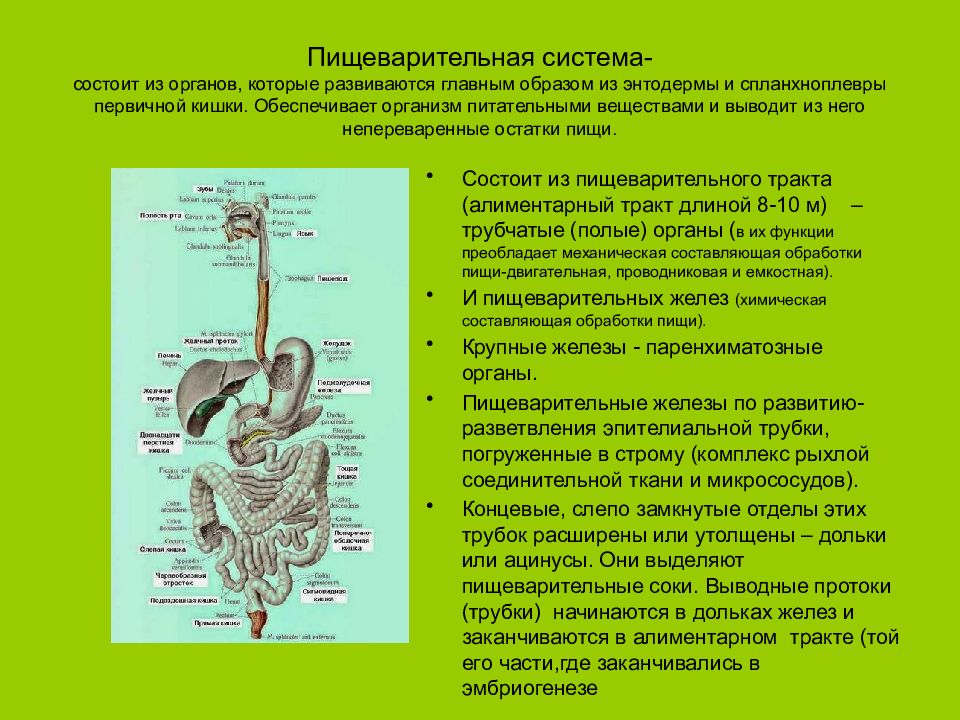 Из каких отделов состоит пищеварительный тракт. Цепочка органов пищеварительной системы. Система пищеварения состоит из. Пищеварительная система ткани из которых состоят органы. Пищеварительная система состоит из 2 составляющих.
