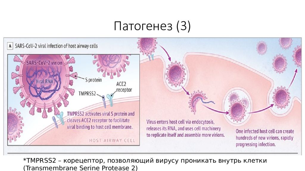 Группа патогенности вируса ковида. Патогенез. Патогенез примеры. Covid 19 патогенез.