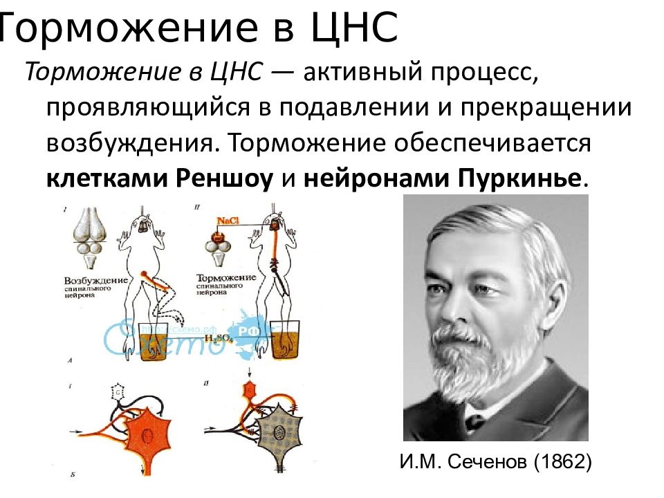 Типы тормозных процессов. Торможение в ЦНС. Торможение в центральной нервной системе. Процесс возбуждения и торможения в нервной системе. Торможение в ЦНС И его роль.