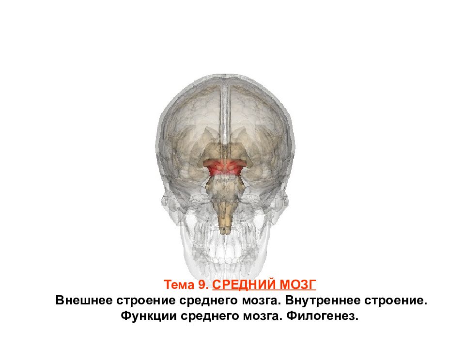 Внешний мозг. Средний мозг внешнее строение. Строение внешнее ср мозг. Средний мозг внешнее строение анатомия человека. 106. Средний мозг: внешнее строение.