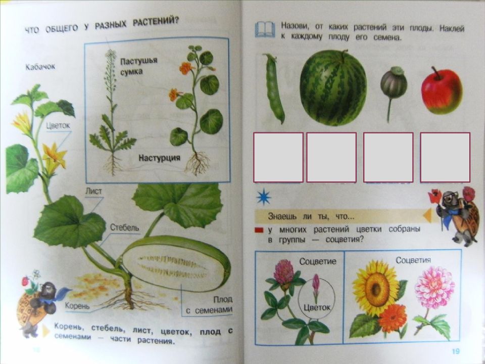 Что общего у растений. Цветов по окружающему миру 1 класс. Окружающии мир 1 класс 