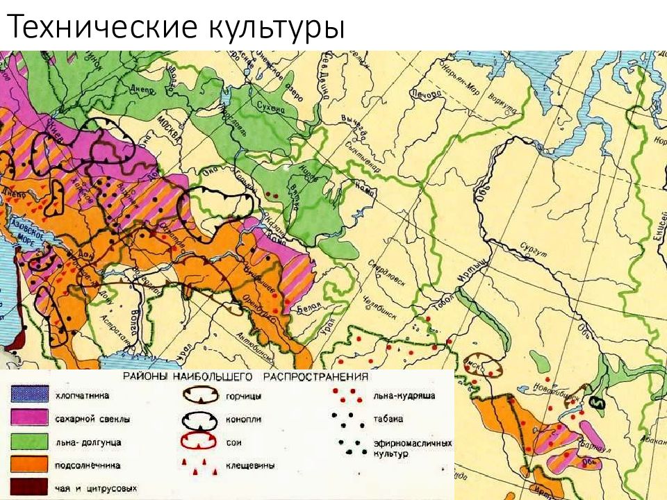 Ареал выращивания. Карта сельскохозяйственных культур России. Карта выращивания пшеницы в России. Технические культуры. Регионы возделывания пшеницы в России.