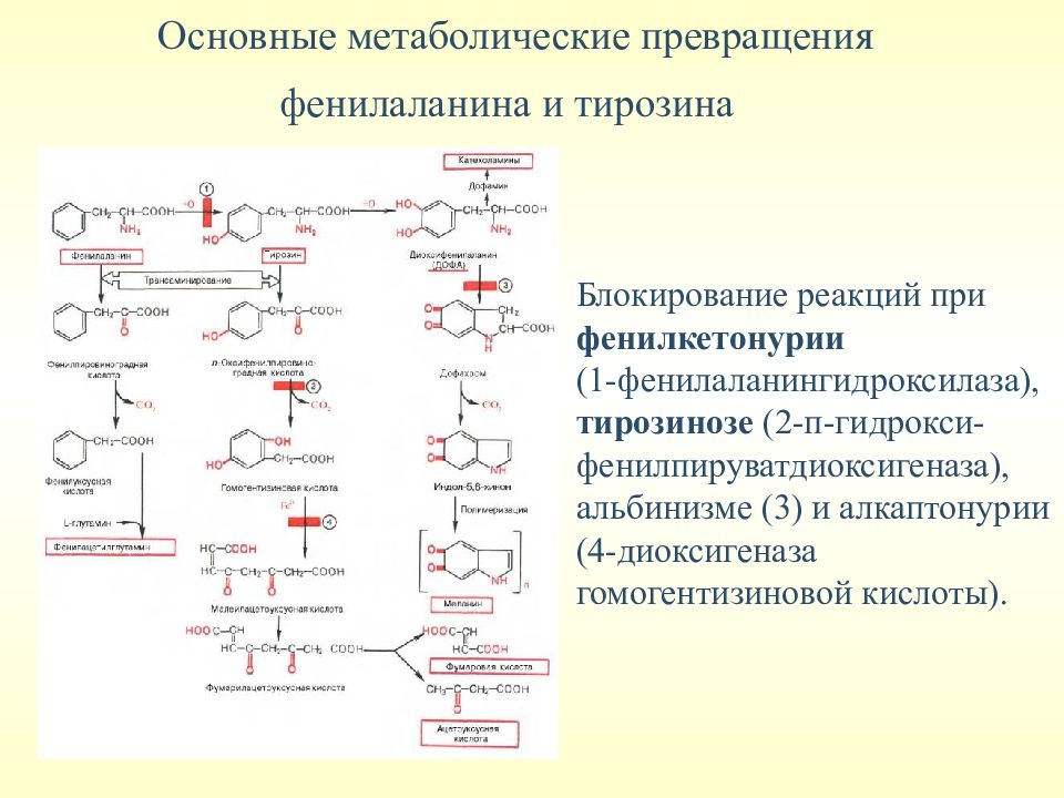 Схема метаболизма ароматических аминокислот