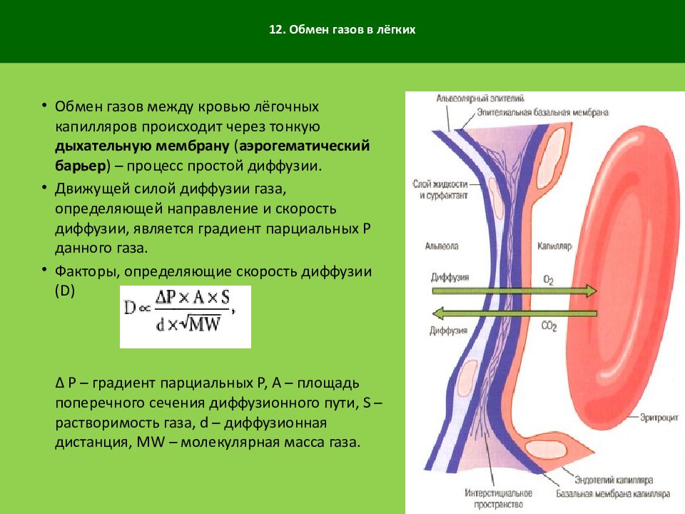 Скорость капилляров. Газообмен физиология дыхания. Обмен газов между лёгкими и кровью. Газообмен происходит через аэрогематический барьер. Обмен газов в крови.