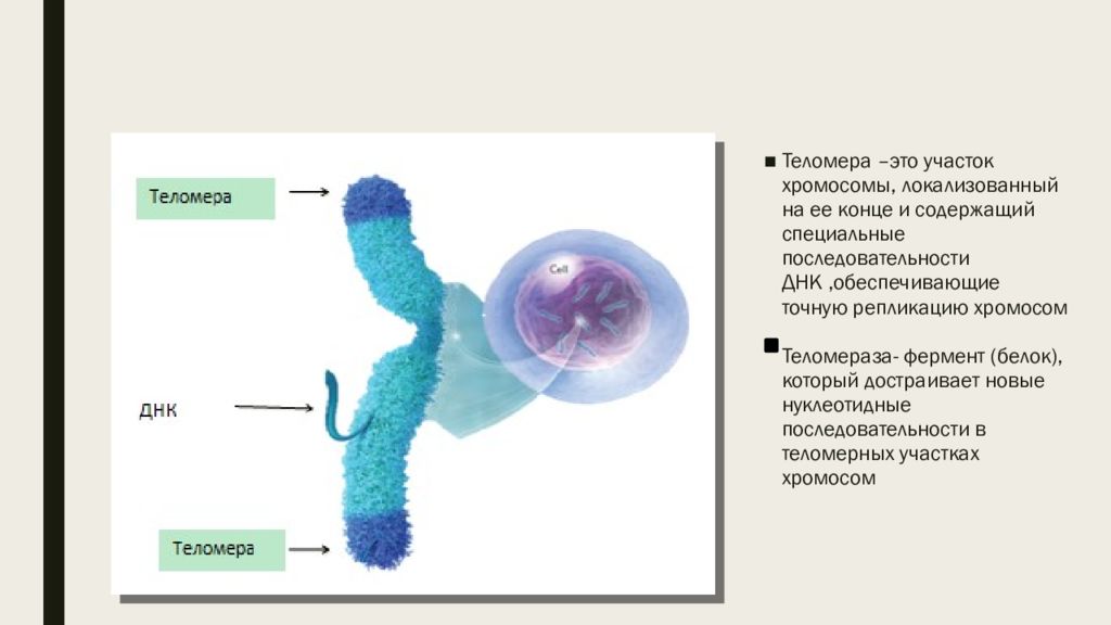 Теломераза это. Теломерная ДНК. ДНК теломераза. Теломерная последовательность ДНК. Теломерная ДНК биохимия.