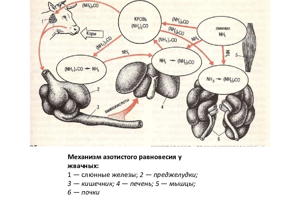 Схемы превращений белков жиров и углеводов в рубце жвачных