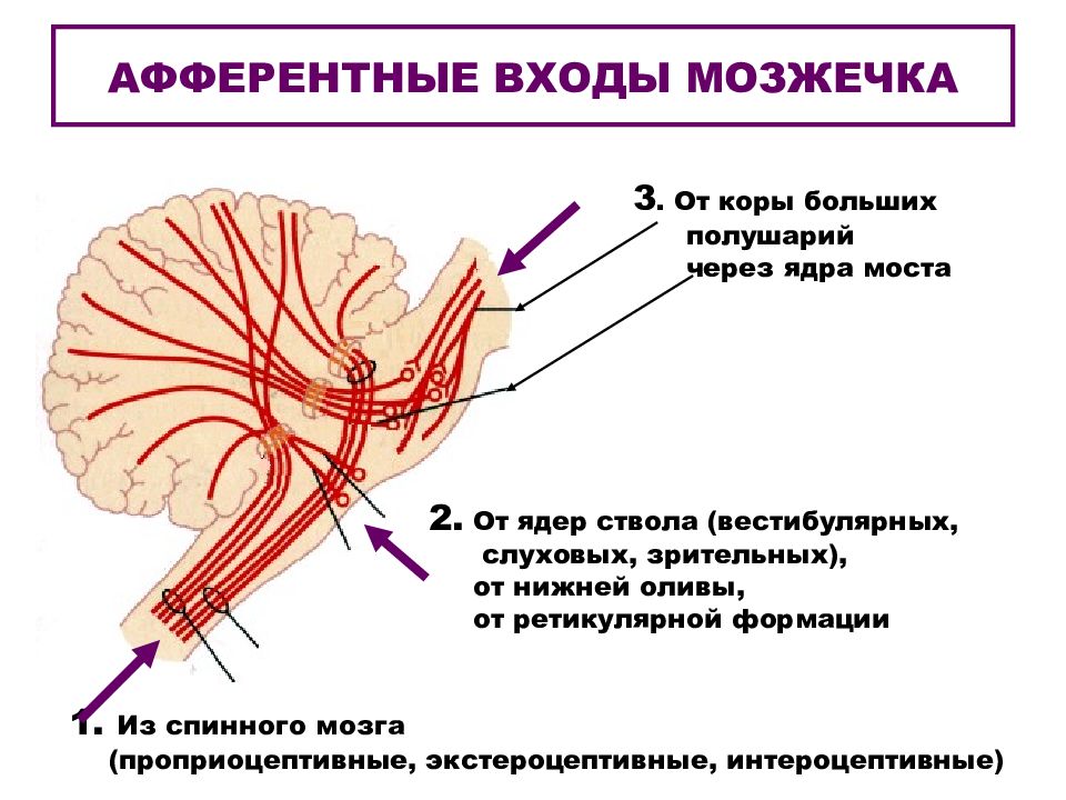Мозжечок волокна