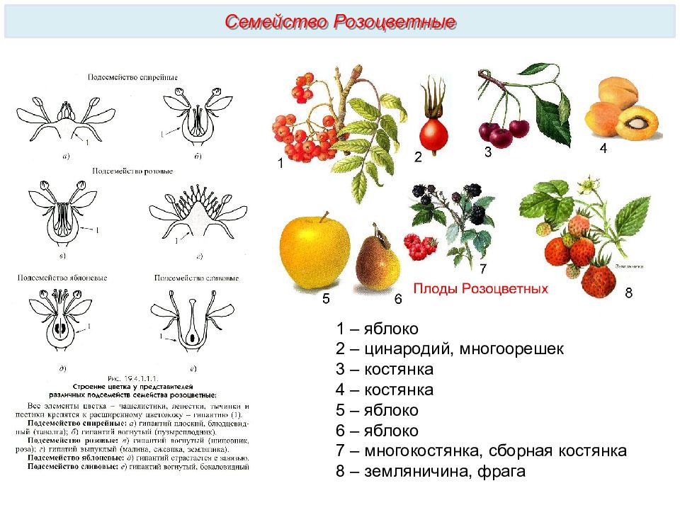 Характеристика плодов розоцветных. Семейство розоцветных растение и плод. Многоорешек плод и и семествт. Плод яблоко костянка многоорешек многокостянка семейство. Типы плодов розоцветных.