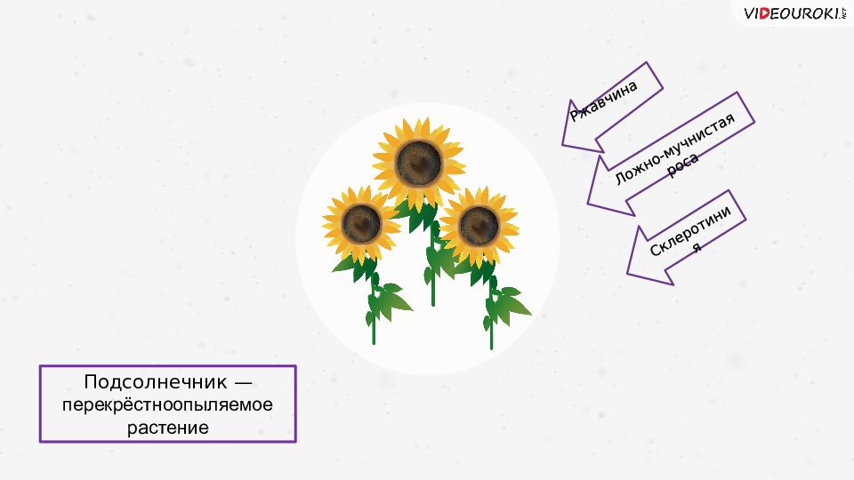 Презентация селекция растений пименов