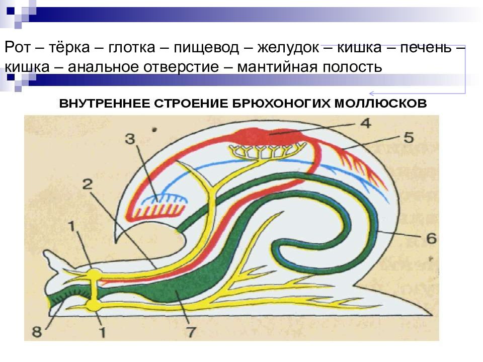 Мантийная полость