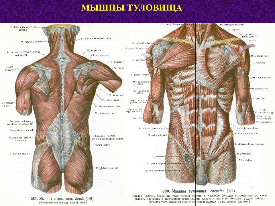 Положение мышц туловища. Мышцы туловища спереди схема. Мышцы туловища анатомия вид сзади. Мышцы туловища анатомия латынь. Мышцы туловища груди спины живота.