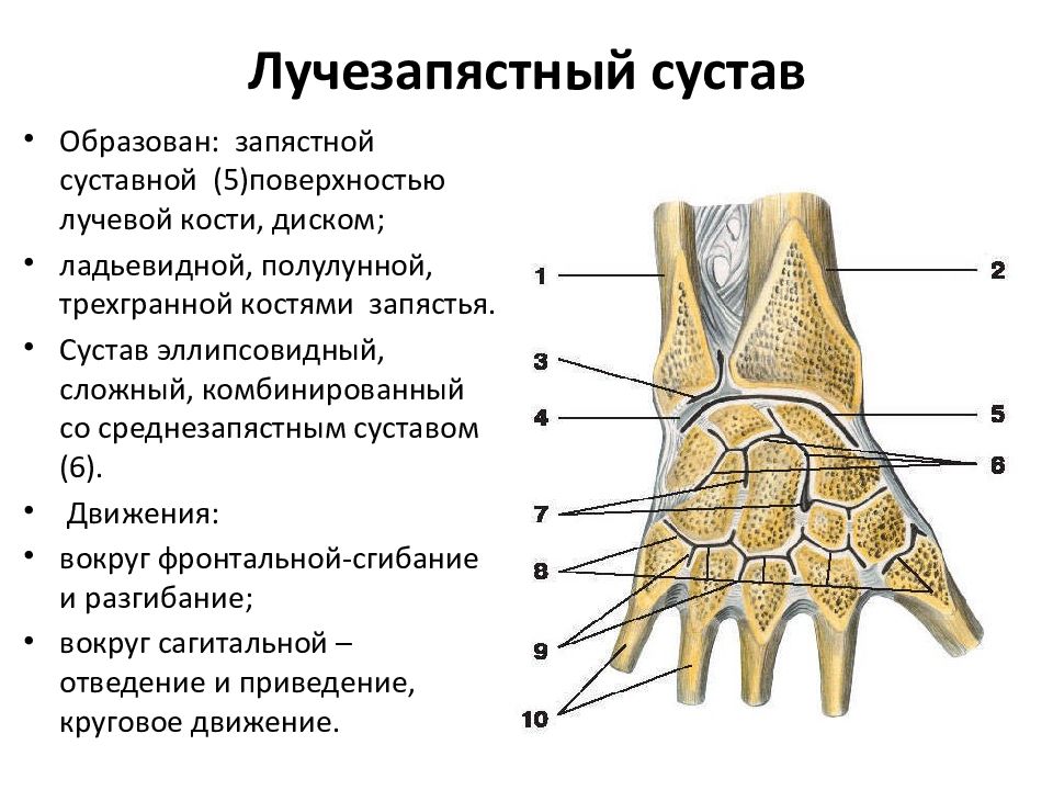 Запястный сустав животных