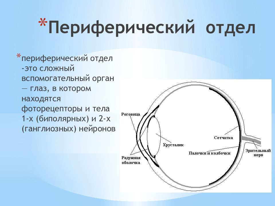 Зрительный анализатор строение отделы. Периферический отдел сенсорной системы. Зрительный анализатор строение глаза. Анализатор зрения периферический отдел. Строение периферического отдела зрительной системы.