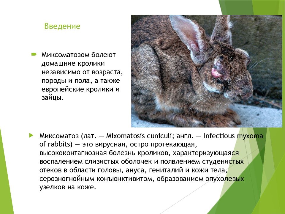 Что человек получает от кролика. Болезнь кроликов миксоматоз. Кожные заболевания у кроликов. Миксоматоза и ВГБК У кроликов.