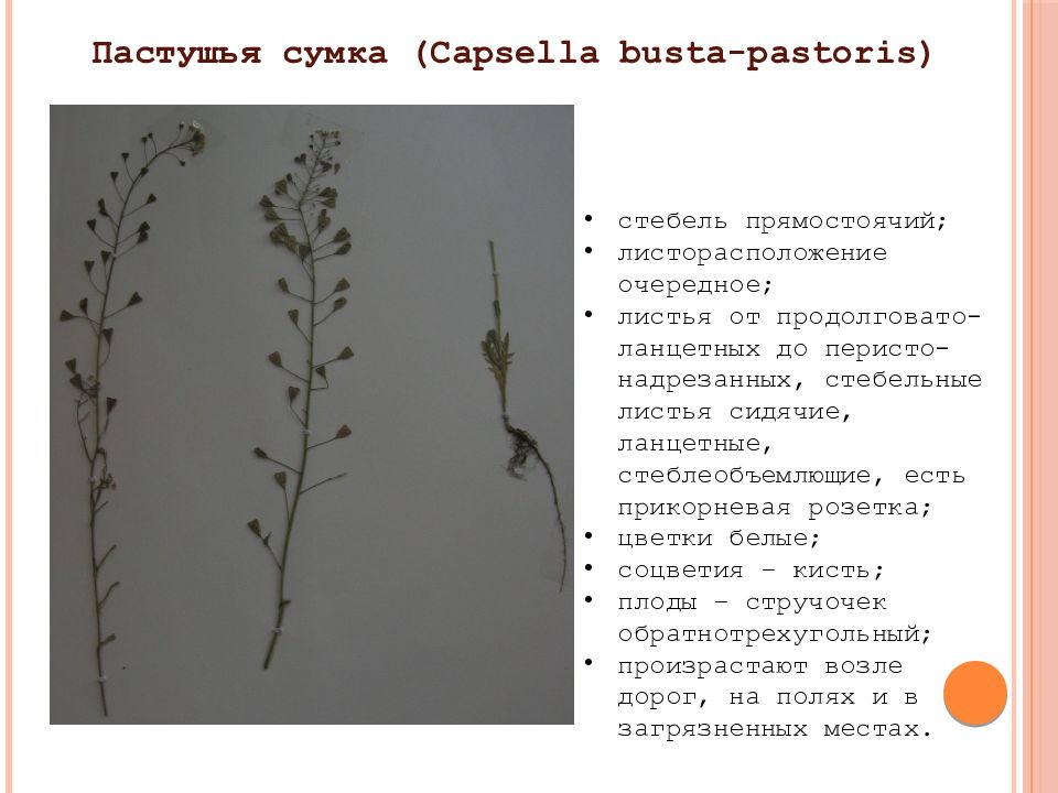 Изучение внешнего строения растения пастушья сумка. Тип стебля пастушьей сумки. Пастушья сумка Тип листорасположения. Пастушья сумка Тип соцветия. Пастушья сумка соцветие кисть.