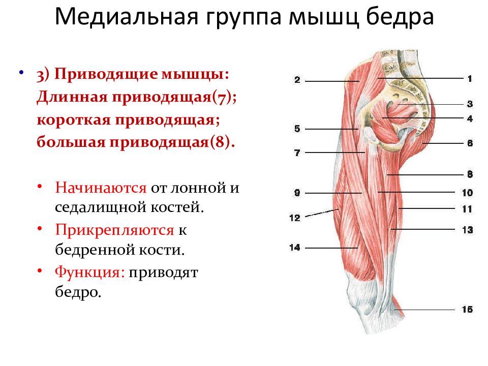 Приводящие мышцы бедра функции