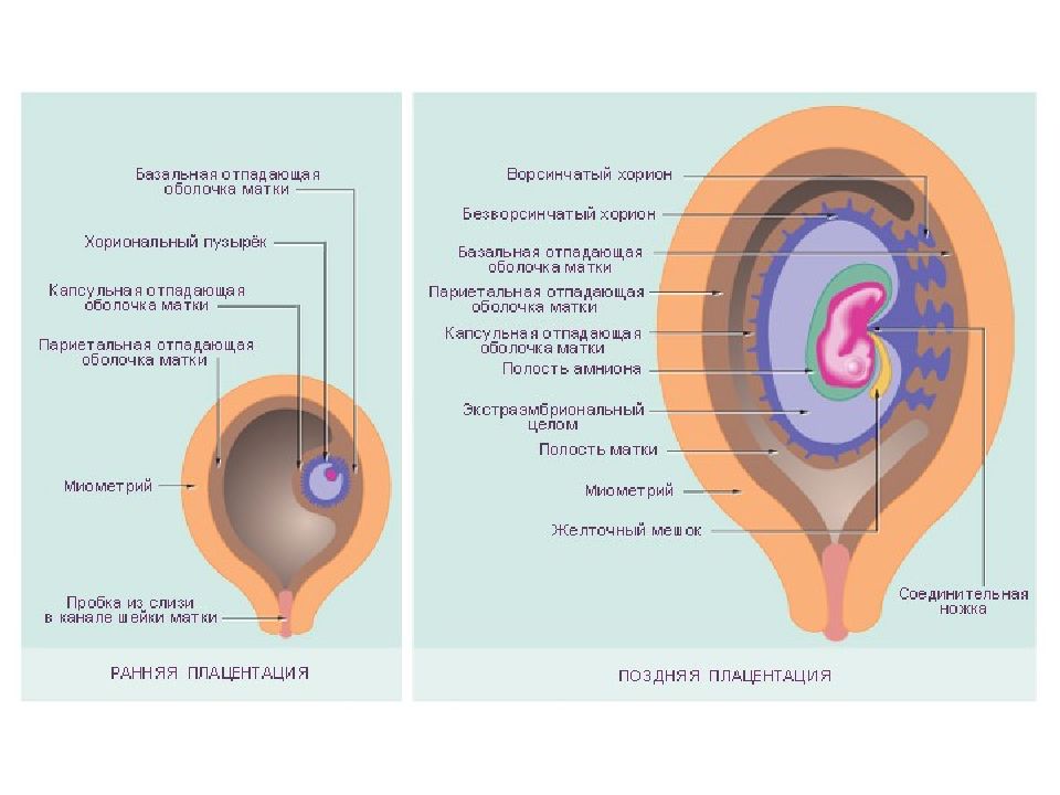 Образование плаценты прикрепление зародыша. Децидуальная оболочка эндометрия. Плодовая оболочка плаценты. Развитие плаценты, децидуальная оболочка. Схема развития плодных оболочек.
