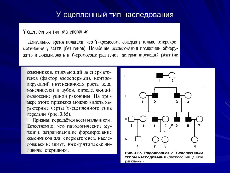 Гены сцепленные с у хромосомой. Y сцепленный рецессивный Тип наследования. Y-сцепленный Тип наследования болезни. Сцепленный с y хромосомой Тип наследования. Y сцепленное наследование примеры.